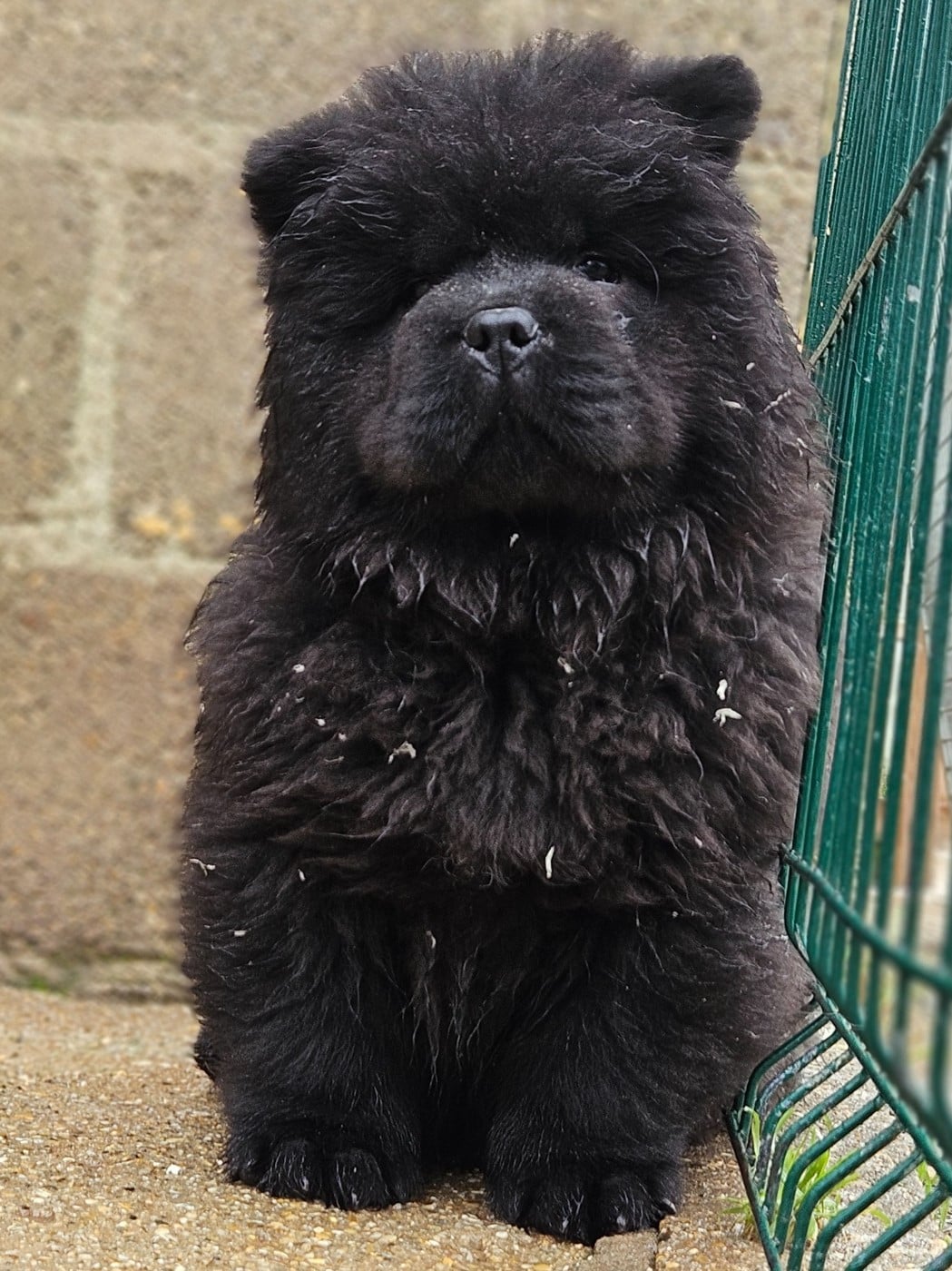 Amarok- collier gris