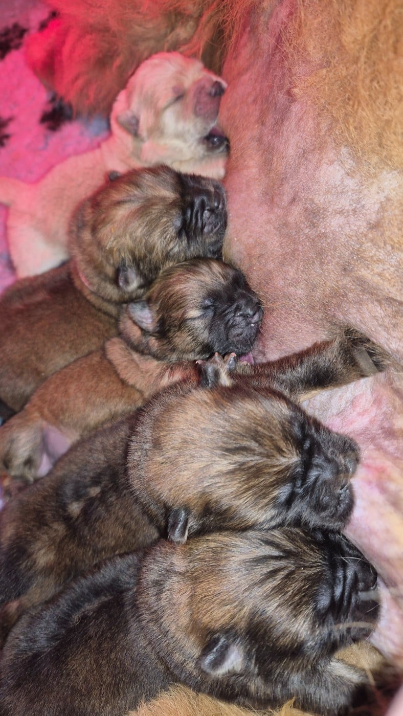 Gros Plan Image D'un Chien Chow Chow Chiot Mignon Portant — Photo de stock  par ©feedough - 220019800, image size:788x1400