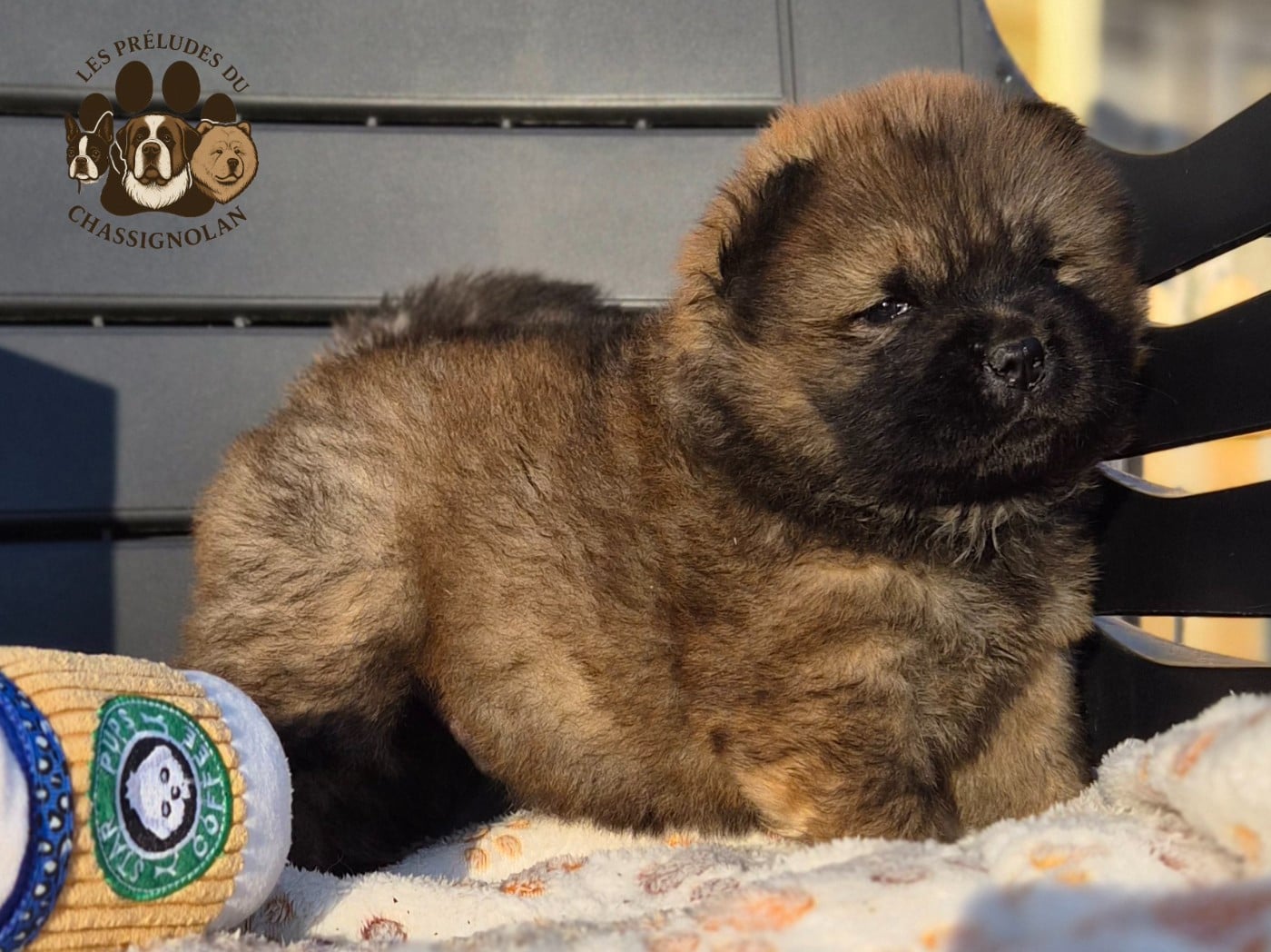 Atlas (collier bleu)