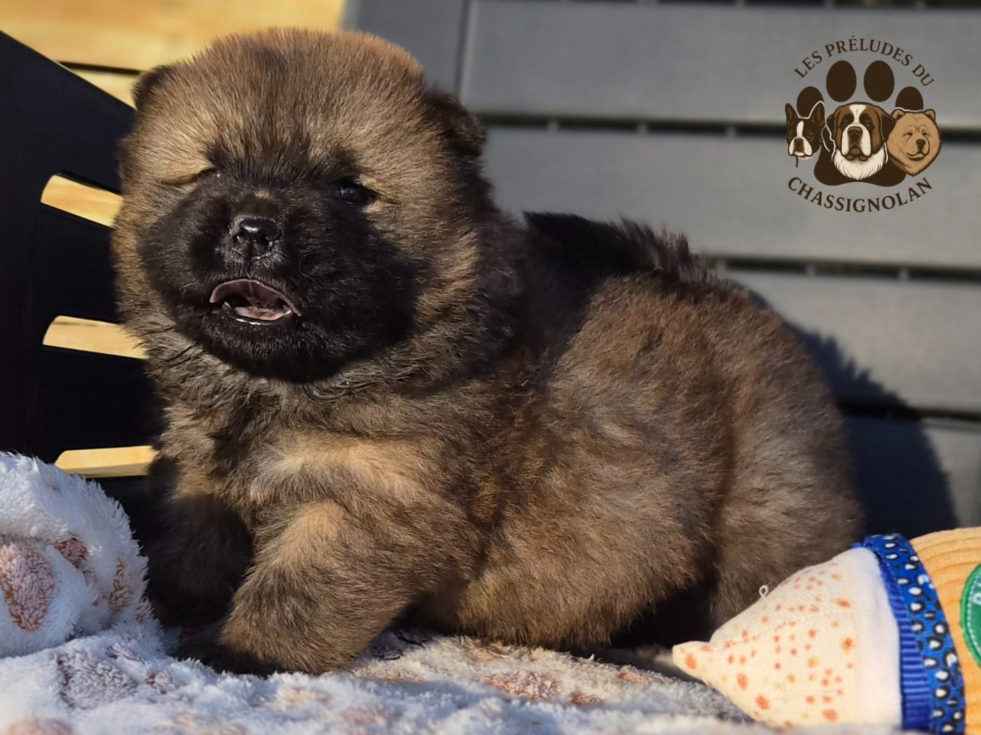 Atlas (collier bleu)