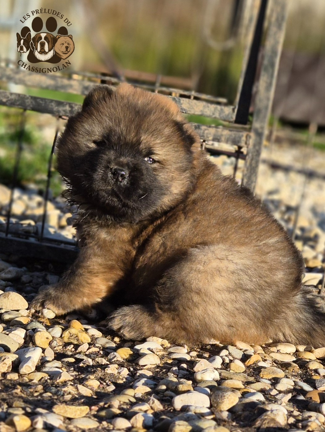 Atlas (collier bleu)