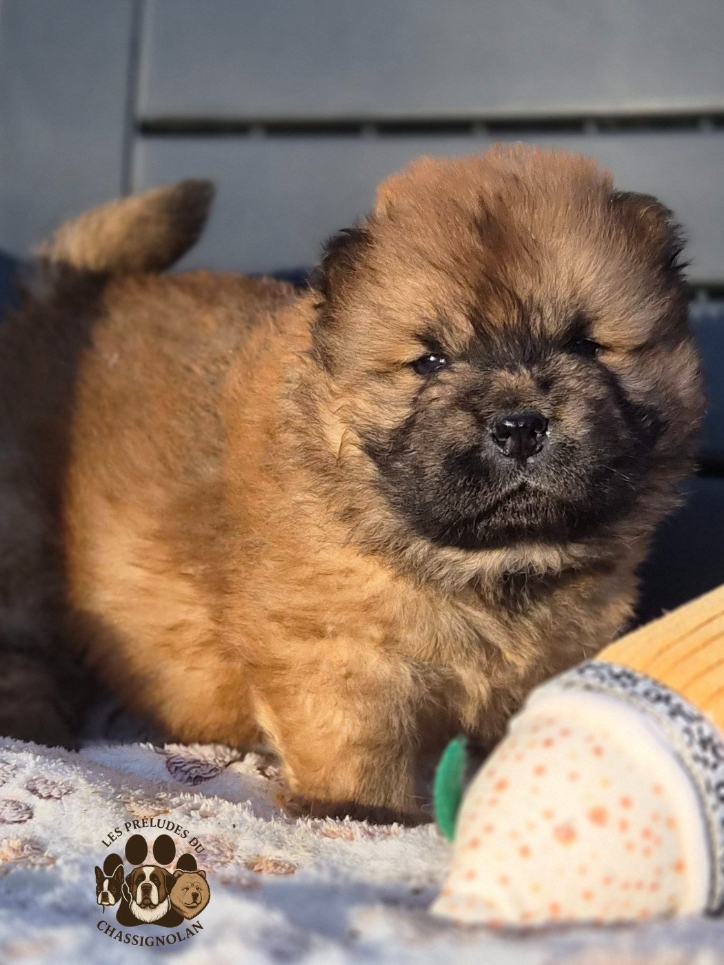 Ayrton (collier gris)