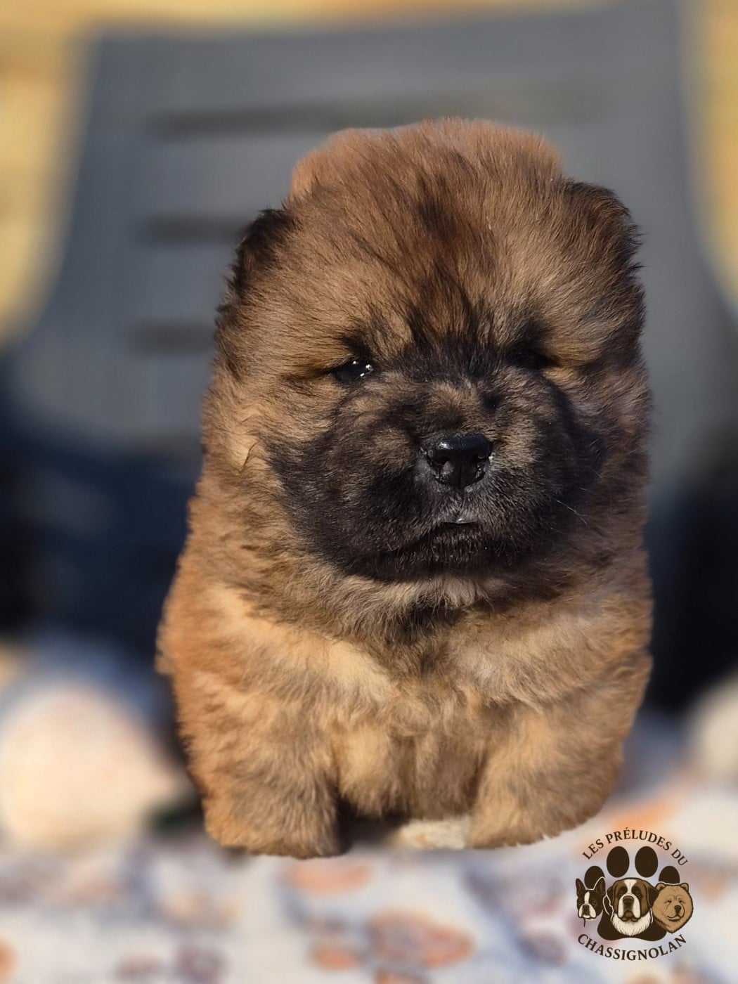 Ayrton (collier gris)