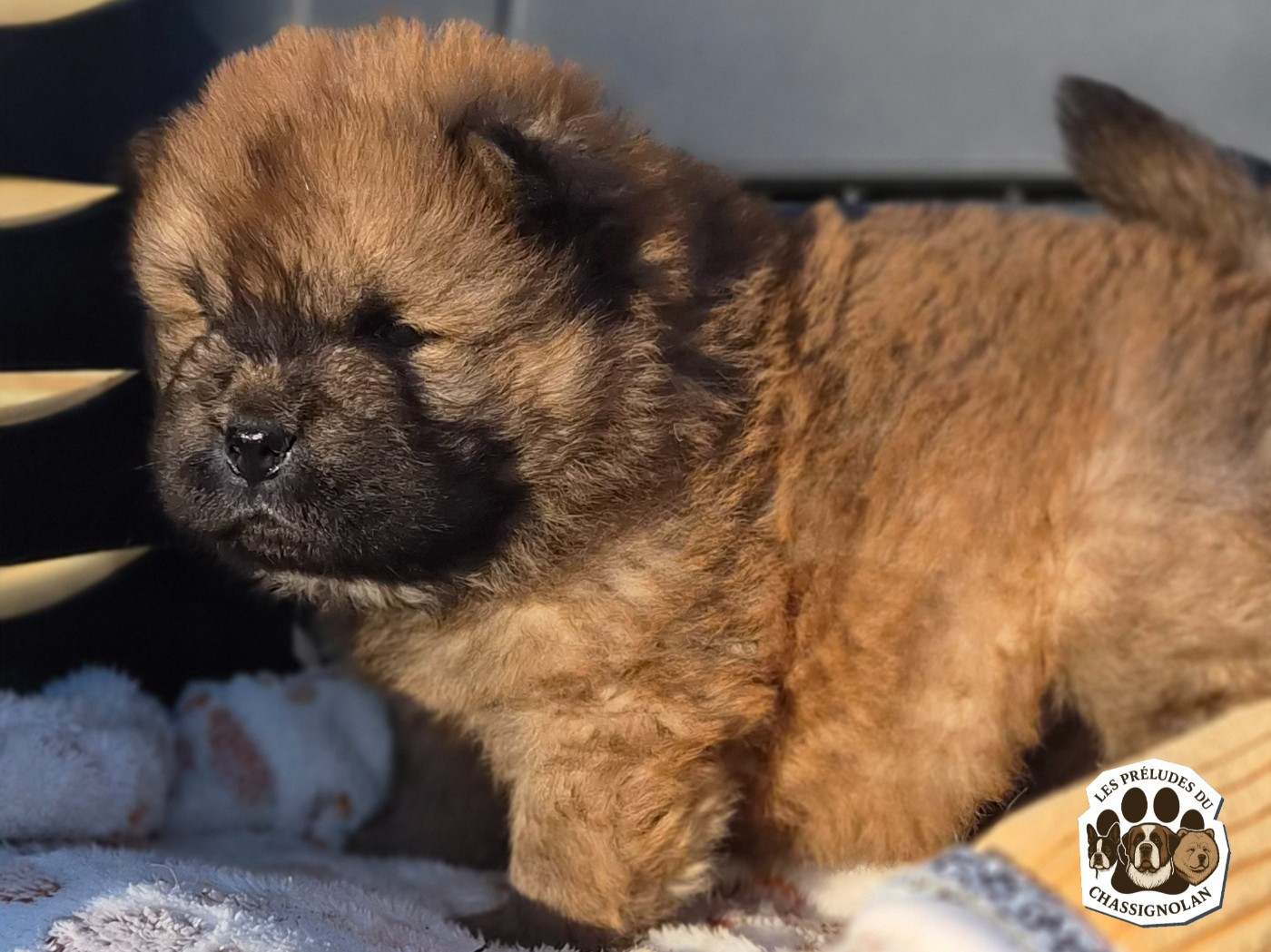 Ayrton (collier gris)