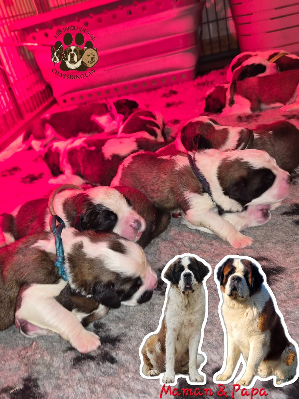 Chien du Saint-Bernard - des préludes du chassignolan