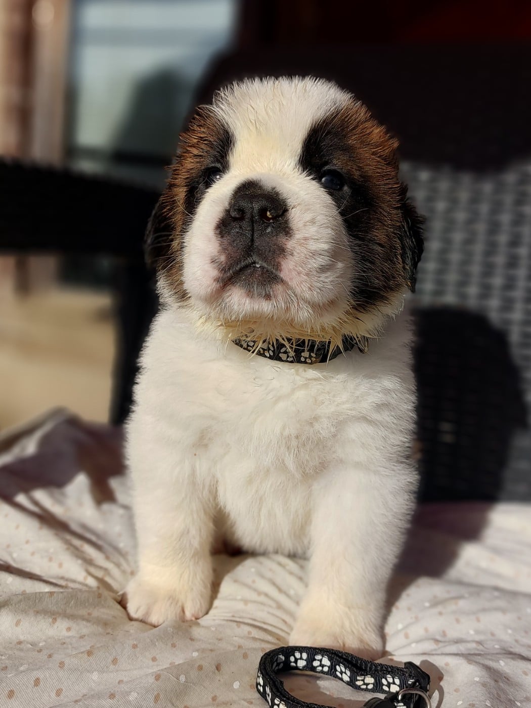 Chien du Saint-Bernard - des préludes du chassignolan