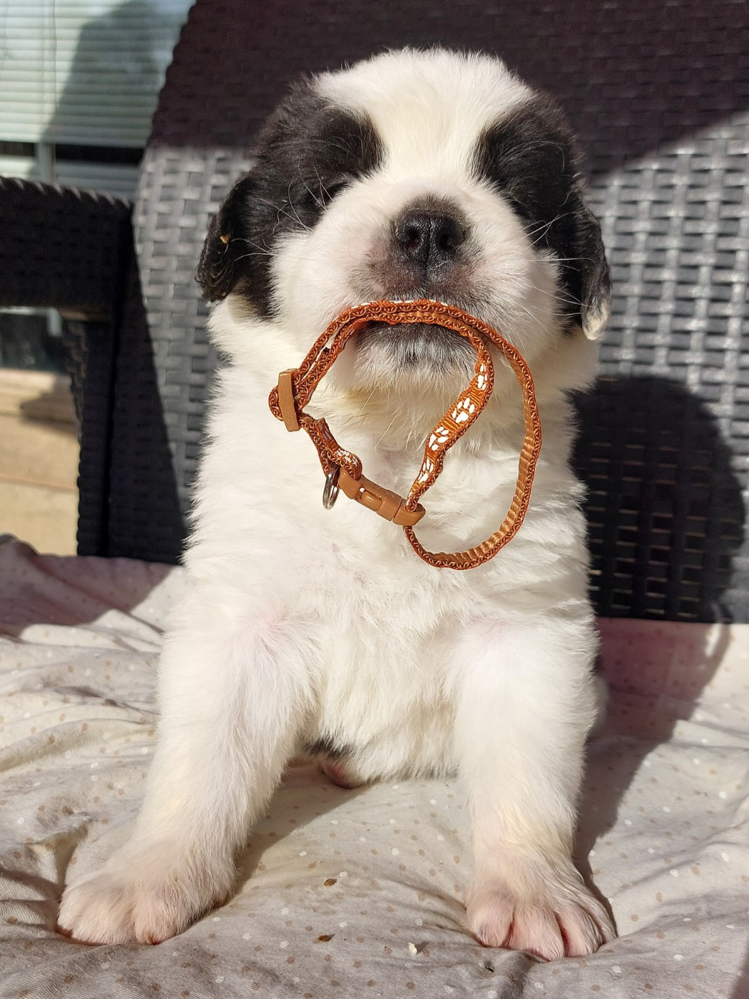 Mr B... (collier marron)