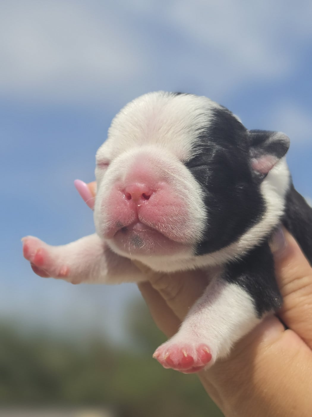 Boston Terrier - des préludes du chassignolan