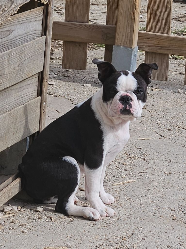 Alpha (collier noir)