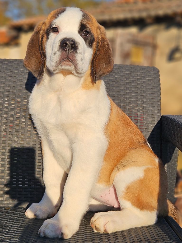 Anna'belle (collier Rose clair)