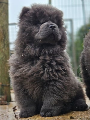 Les chiots de Chow Chow