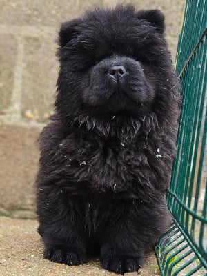 Les chiots de Chow Chow