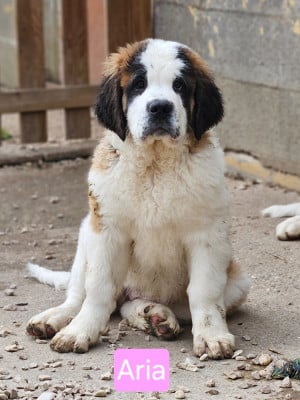 Les chiots de Chien du Saint-Bernard