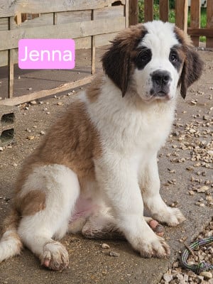 Les chiots de Chien du Saint-Bernard