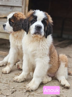 Les chiots de Chien du Saint-Bernard