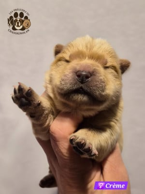 Les chiots de Chow Chow