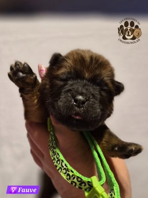 Les chiots de Chow Chow