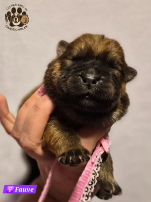 Les chiots de Chow Chow