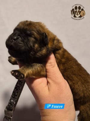 Les chiots de Chow Chow