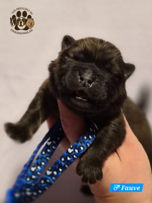 Les chiots de Chow Chow