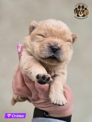 Les chiots de Chow Chow