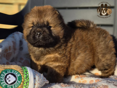 Les chiots de Chow Chow