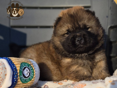 Les chiots de Chow Chow