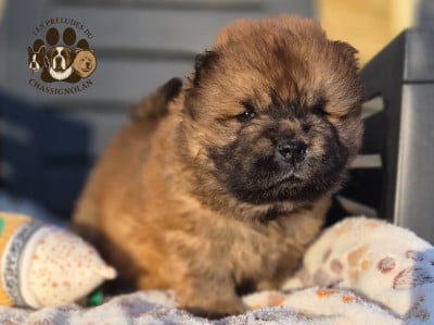 Les chiots de Chow Chow