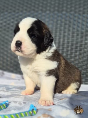 Les chiots de Chien du Saint-Bernard