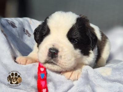 Les chiots de Chien du Saint-Bernard