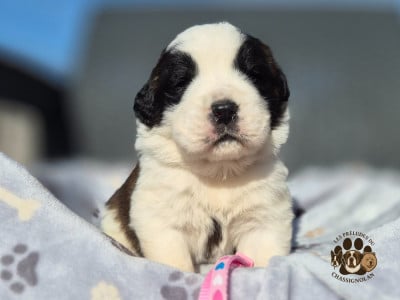 Les chiots de Chien du Saint-Bernard