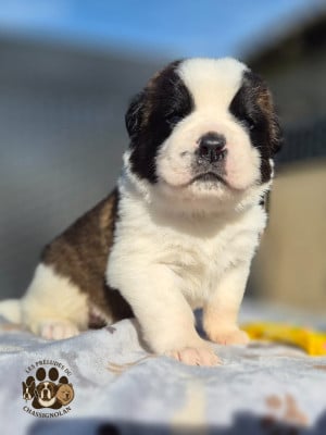 Les chiots de Chien du Saint-Bernard