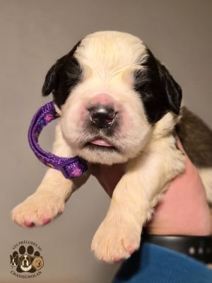 Les chiots de Chien du Saint-Bernard