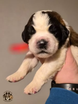 Les chiots de Chien du Saint-Bernard