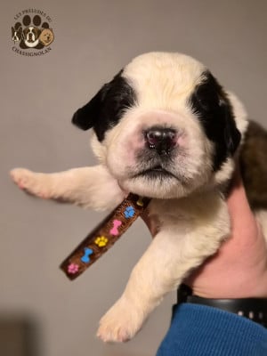 Les chiots de Chien du Saint-Bernard