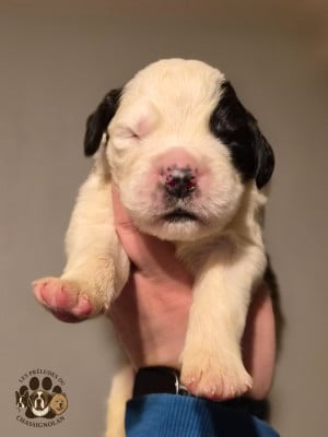 Les chiots de Chien du Saint-Bernard