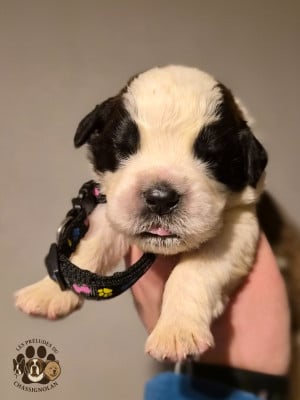 Les chiots de Chien du Saint-Bernard