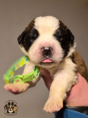Les chiots de Chien du Saint-Bernard