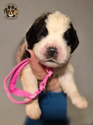 Les chiots de Chien du Saint-Bernard