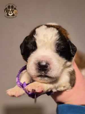 Les chiots de Chien du Saint-Bernard