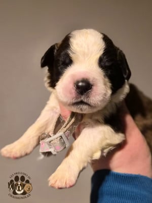 Les chiots de Chien du Saint-Bernard
