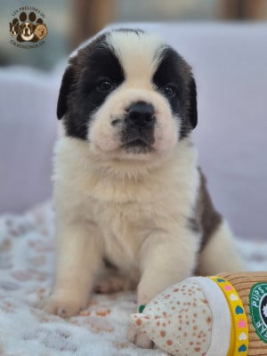 Les chiots de Chien du Saint-Bernard