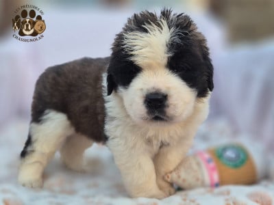 Les chiots de Chien du Saint-Bernard