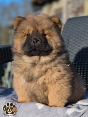 Les chiots de Chow Chow