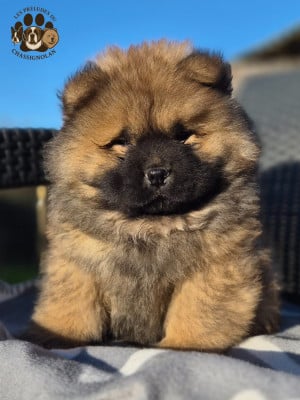 Les chiots de Chow Chow