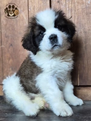 Les chiots de Chien du Saint-Bernard