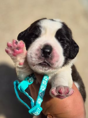 Les chiots de Chien du Saint-Bernard