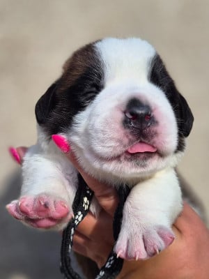 Les chiots de Chien du Saint-Bernard