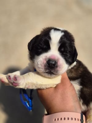 Les chiots de Chien du Saint-Bernard