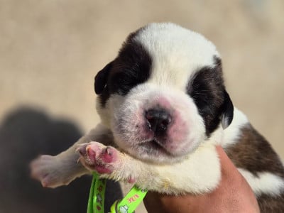 Les chiots de Chien du Saint-Bernard